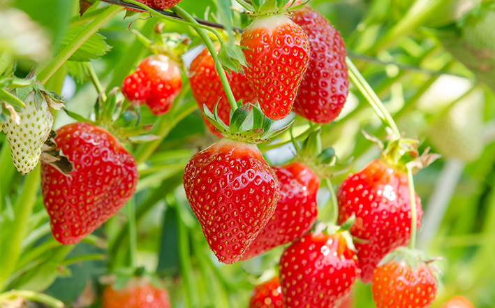 Beerenobst_FriedasFrüchte_21er_Erdbeeren