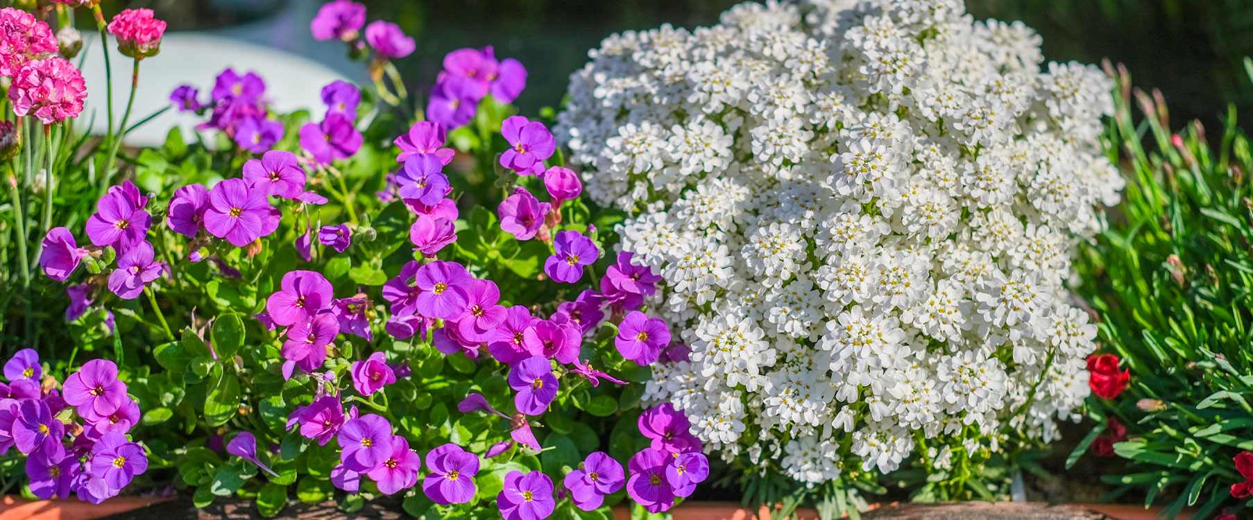 Combo Rocks® Polsterstauden Gartenbau Heufs